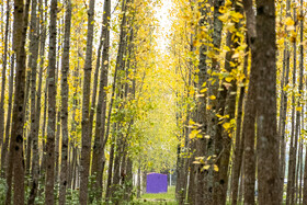 فصلِ گذار؛ وقتی رنگ‌ها آرام فرو می‌ریزند