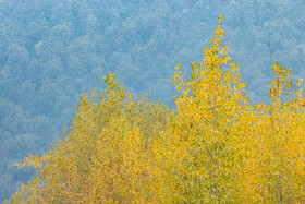 فصلِ گذار؛ وقتی رنگ‌ها آرام فرو می‌ریزند