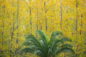 فصلِ گذار؛ وقتی رنگ‌ها آرام فرو می‌ریزند