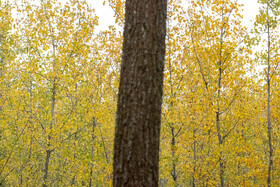 فصلِ گذار؛ وقتی رنگ‌ها آرام فرو می‌ریزند