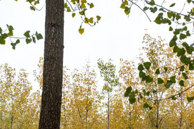 فصلِ گذار؛ وقتی رنگ‌ها آرام فرو می‌ریزند