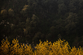 فصلِ گذار؛ وقتی رنگ‌ها آرام فرو می‌ریزند