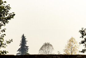 فصلِ گذار؛ وقتی رنگ‌ها آرام فرو می‌ریزند