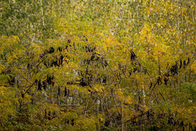 فصلِ گذار؛ وقتی رنگ‌ها آرام فرو می‌ریزند