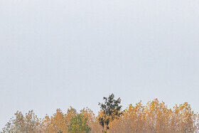 فصلِ گذار؛ وقتی رنگ‌ها آرام فرو می‌ریزند