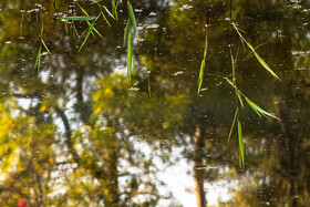 فصلِ گذار؛ وقتی رنگ‌ها آرام فرو می‌ریزند