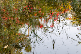 فصلِ گذار؛ وقتی رنگ‌ها آرام فرو می‌ریزند