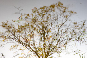 فصلِ گذار؛ وقتی رنگ‌ها آرام فرو می‌ریزند