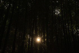 فصلِ گذار؛ وقتی رنگ‌ها آرام فرو می‌ریزند