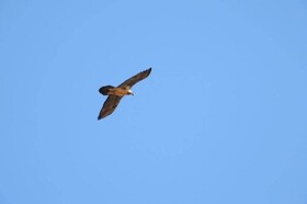 نمودی از زیرکی «هما» با شکستن استخوان از طریق رهاکردن بر روی صخره + ویدئو