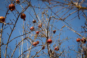 چنارهای سرخ‌پوش پهلوان‌پور