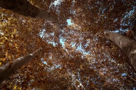 چنارهای سرخ‌پوش پهلوان‌پور