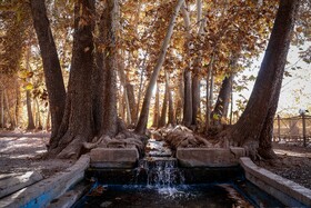 چنارهای سرخ‌پوش پهلوان‌پور