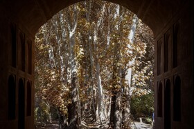 چنارهای سرخ‌پوش پهلوان‌پور