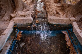 چنارهای سرخ‌پوش پهلوان‌پور