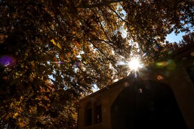 چنارهای سرخ‌پوش پهلوان‌پور