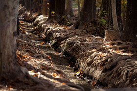 چنارهای سرخ‌پوش پهلوان‌پور