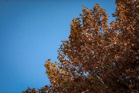 چنارهای سرخ‌پوش پهلوان‌پور