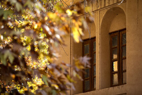 چنارهای سرخ‌پوش پهلوان‌پور