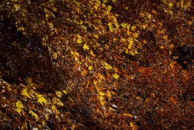 چنارهای سرخ‌پوش پهلوان‌پور