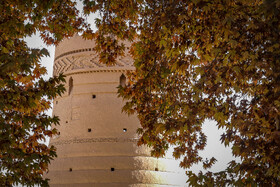 چنارهای سرخ‌پوش پهلوان‌پور