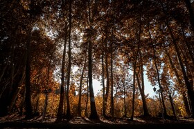 چنارهای سرخ‌پوش پهلوان‌پور