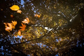 چنارهای سرخ‌پوش پهلوان‌پور