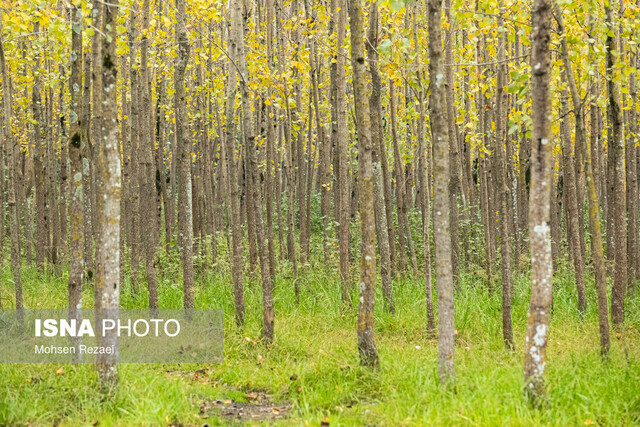 فصلِ گذار؛ وقتی رنگ‌ها آرام فرو می‌ریزند