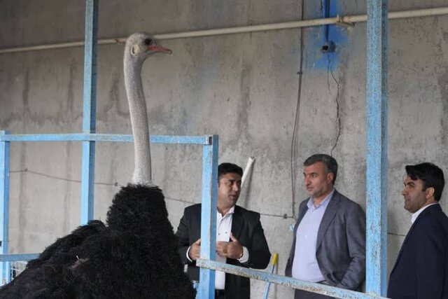 شهرستان ملکشاهی از تولید سیلیکومنگنز تا پرورش شترمرغ