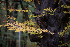 طبیعت پاییزی النگدره؛ مقصد محبوب مردم در این روزها طبیعت پاییزی النگدره؛ مقصد محبوب مردم در این روزها