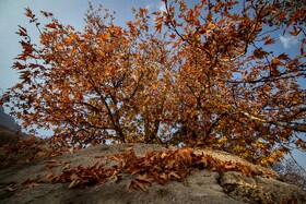 رنگ‌های زاگرس؛ پاییز پیرتو