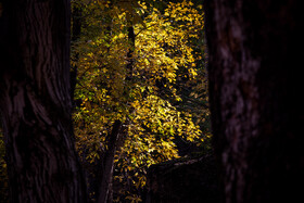 رنگ‌های زاگرس؛ پاییز پیرتو