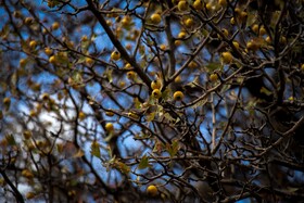 رنگ‌های زاگرس؛ پاییز پیرتو