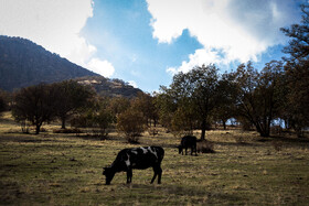 رنگ‌های زاگرس؛ پاییز پیرتو