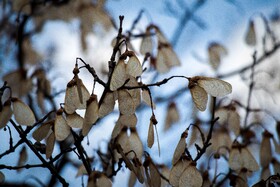 رنگ‌های زاگرس؛ پاییز پیرتو