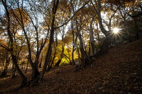 رنگ‌های زاگرس؛ پاییز پیرتو