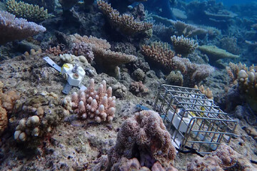 فناوری، ناجی مرجان‌های دریایی می‌شود