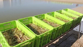 رشد  ۱۰۰ درصدی تولید میگو در جنوب سیستان و بلوچستان