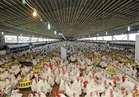 تصویب ۱۳طرح پرورش مرغ گوشتی در سیستان‌ و بلوچستان