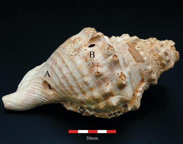کشفی درباره قدیمی‌ترین ساز