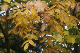 آخرین وضعیت بارندگی در استان یزد