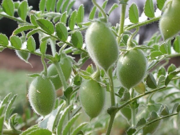 طرح پایش عوامل خسارت‌زای نخود در ایوان آغاز شد