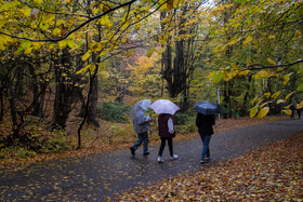 باران پاییزی در جنگل هیرکانی النگدره - گلستان 