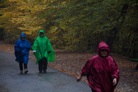 باران پاییزی در جنگل هیرکانی النگدره - گلستان 