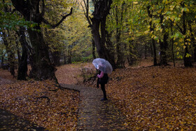 باران پاییزی در جنگل هیرکانی النگدره - گلستان 