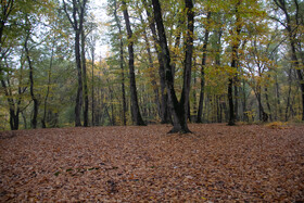 باران پاییزی در جنگل هیرکانی النگدره - گلستان 