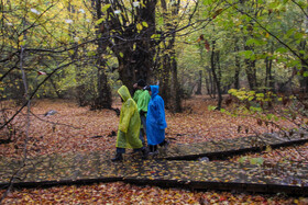 باران پاییزی در جنگل هیرکانی النگدره - گلستان 
