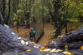 باران پاییزی در جنگل هیرکانی النگدره - گلستان 