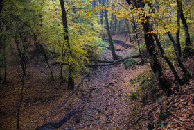 باران پاییزی در جنگل هیرکانی النگدره - گلستان 