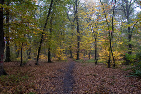 باران پاییزی در جنگل هیرکانی النگدره - گلستان 